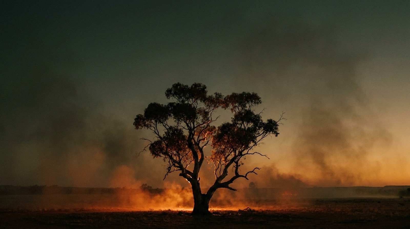 Warm afternoon light through tall gum trees