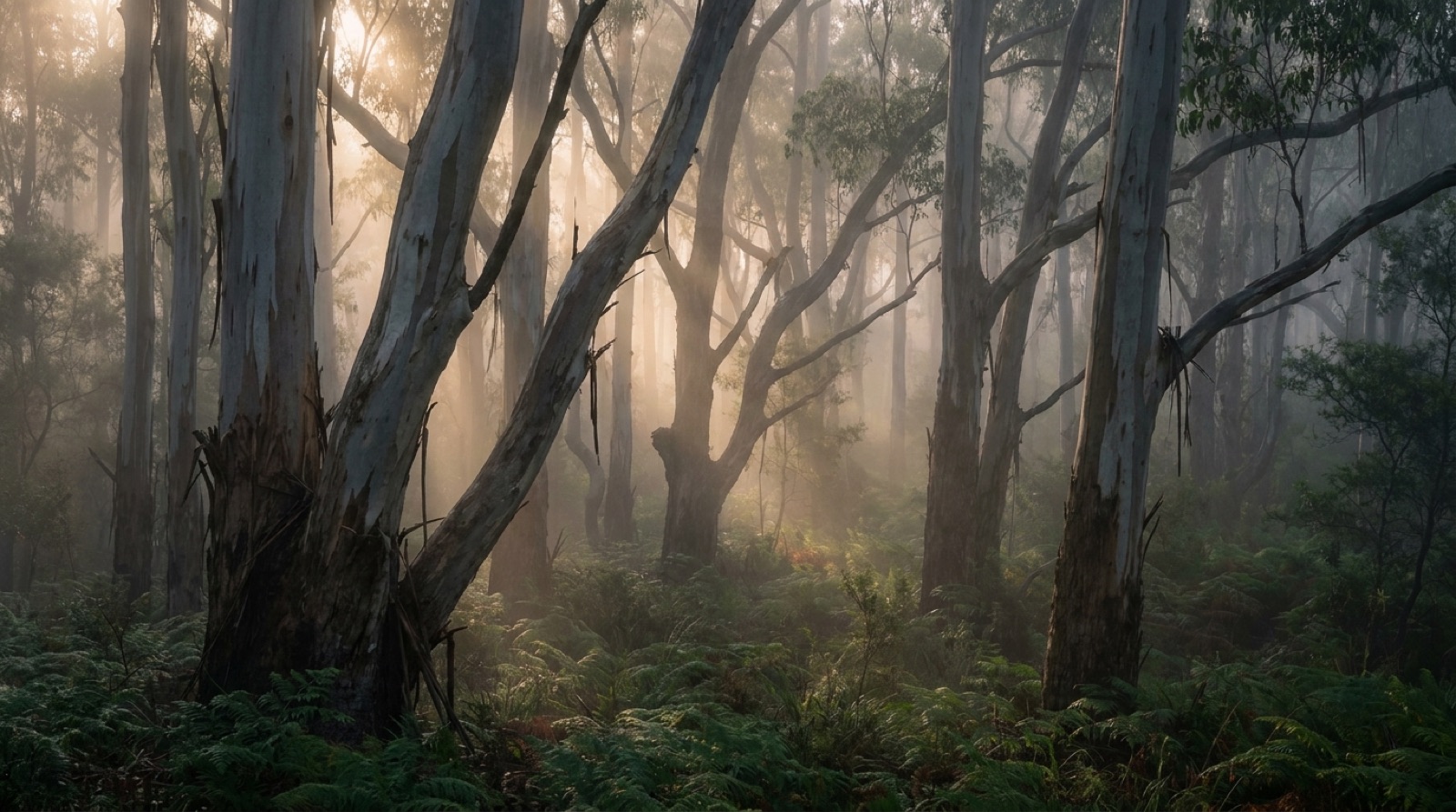 Tall gum trees in soft light on the Mid North Coast