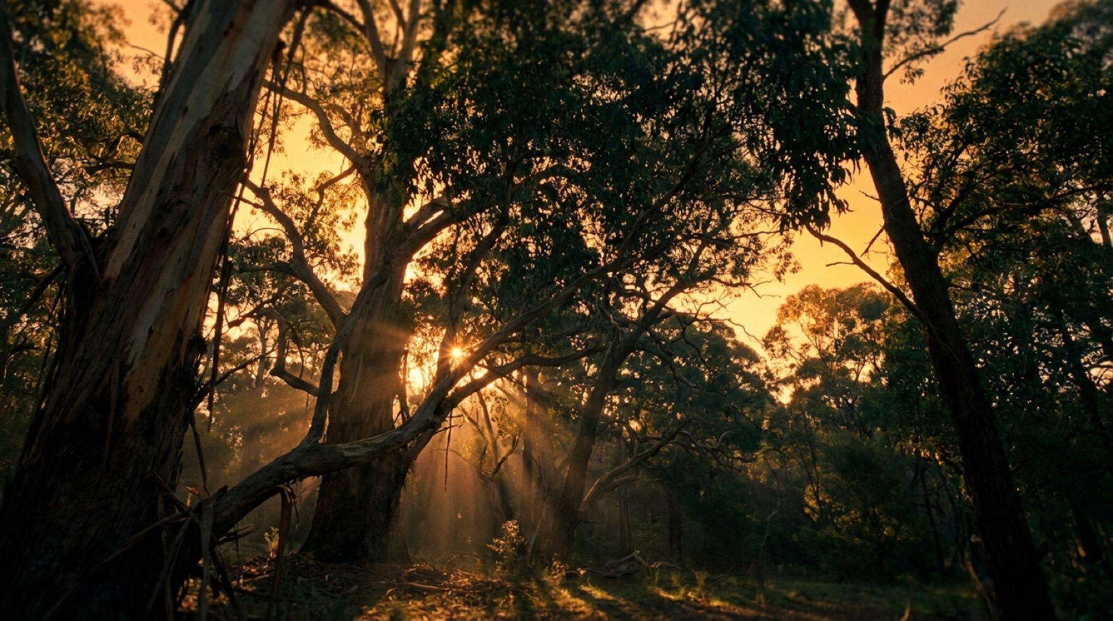 Golden light through tall gum trees on the Mid North Coast