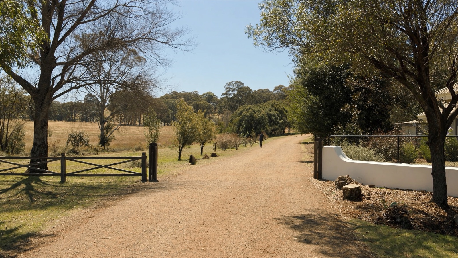 A rural property driveway lined with mature gum trees in warm afternoon light