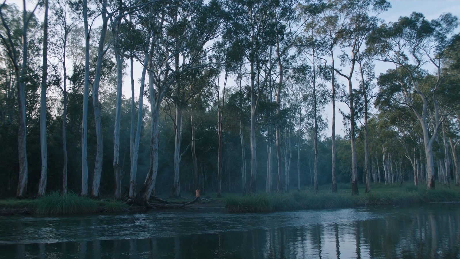 Tall paperbark gums along a misty Mid North Coast riverbank at dawn