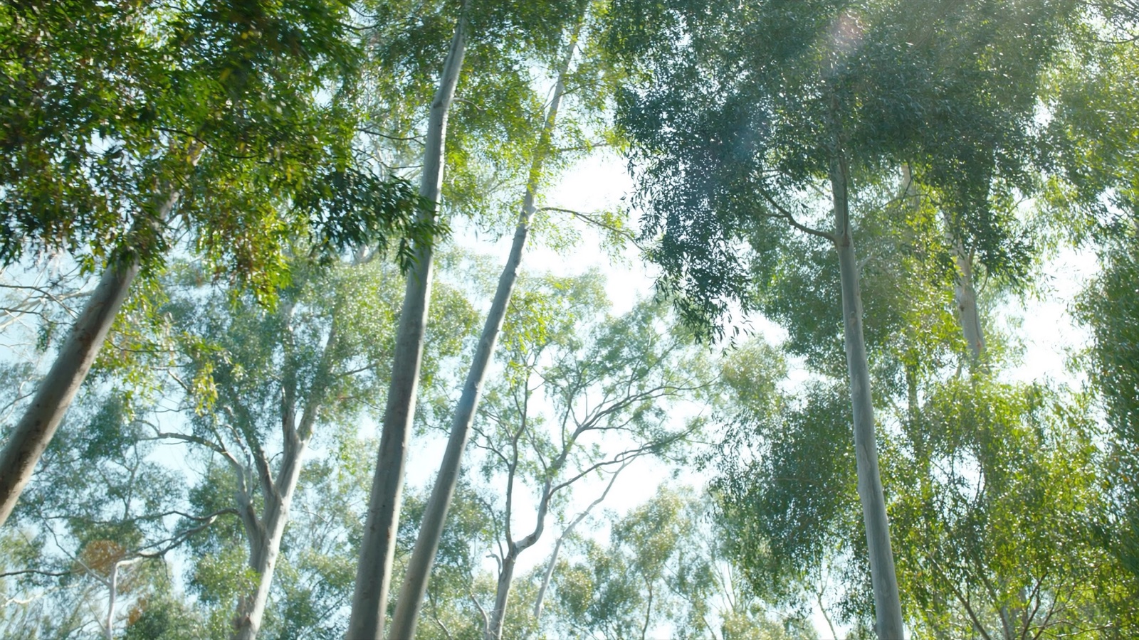 Looking up through a sunlit green gum canopy to patches of blue sky