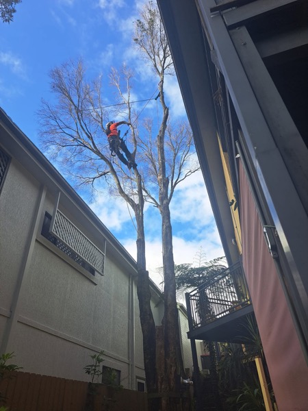 A climber high in a bare tree during a technical removal