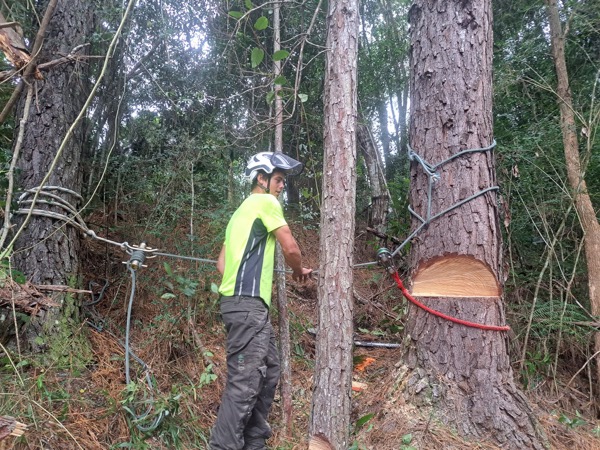 Ben with a chainsaw at the base of a big tree in the bush