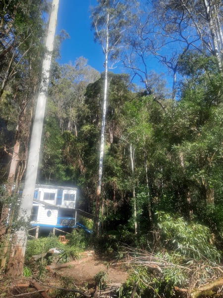 A tall tree beside a house assessed for removal