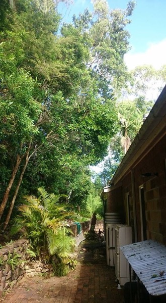 Tall trees beside a house on a Bellingen Valley property