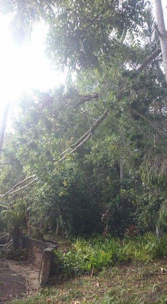 Sunlight through tall trees on a Mid North Coast job