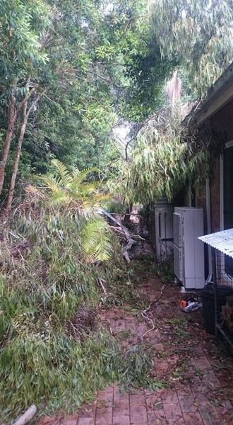 A fallen tree cleared from beside a house