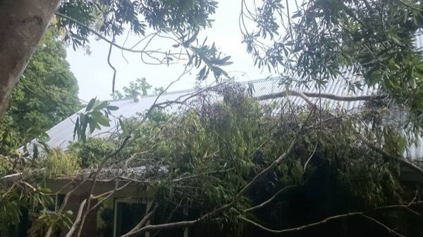 A large tree down on a house, being cleared