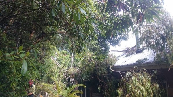 Storm tree removed from over a roofline