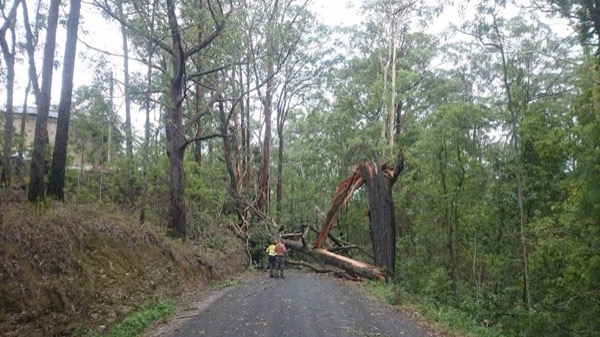 A large felled tree trunk sectioned across a road