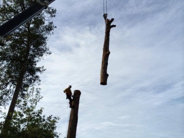 A large tree section lowered on the crane against a blue sky