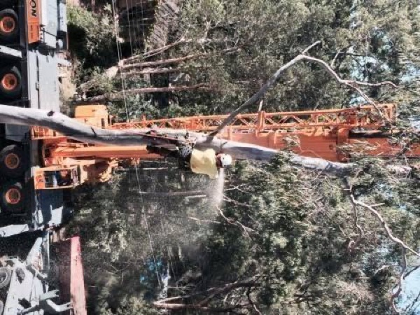 The crane boom close up lifting a heavy limb