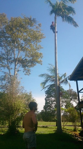 Palms and trees beside a home assessed for works