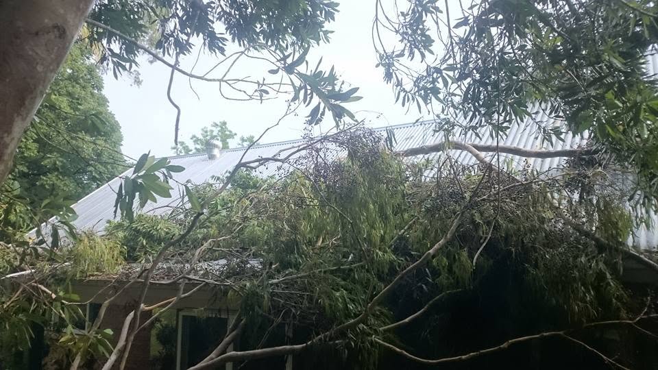 A large tree down on a house, being cleared