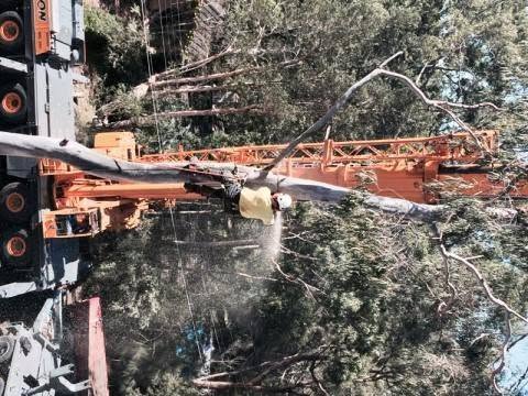 The crane boom close up lifting a heavy limb